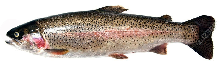 Oncorhynchus mykiss_05.jpg
